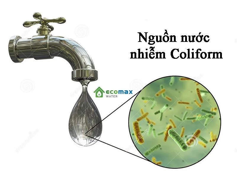 Tác hại của vi khuẩn coliform và cách xử lý nước nhiễm vi khuẩn coliform 2 Nguyên nhân nguồn nước nhiễm vi khuẩn Coliform