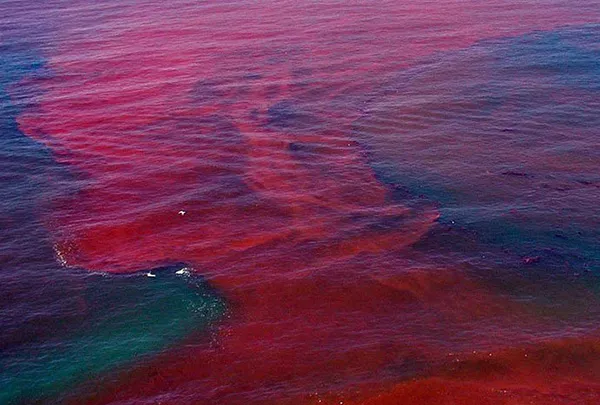 Thủy triều đỏ