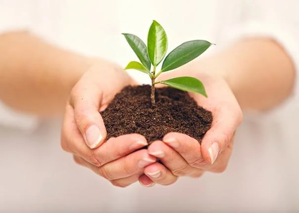 Nguyên nhân và các biện pháp để giảm hiệu ứng nhà kính 5 Tăng cường trồng cây xanh