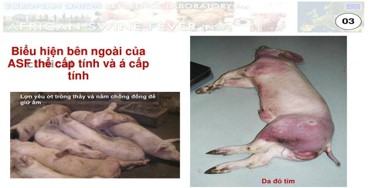 dau hieu benh dich ta lon chau phi