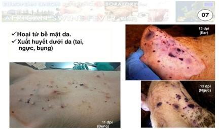 Dịch tả lợn Châu Phi là gì ? triệu chứng, cách phòng tránh tốt nhất 4 lon bi hoai tu be mat da do dich ta lon chau phi