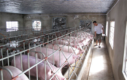 Dịch tả lợn Châu Phi là gì ? triệu chứng, cách phòng tránh tốt nhất 17 quat-thong-gio-trang-trai-chan-nuoi-3