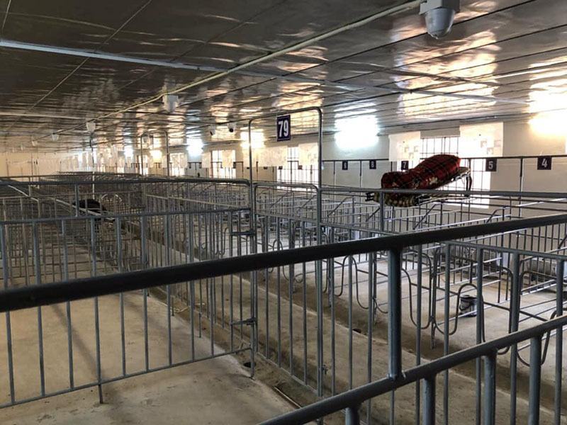 trại heo nái phù ninh