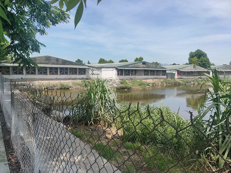 Trại gà quy mô lớn tại Đan Phượng